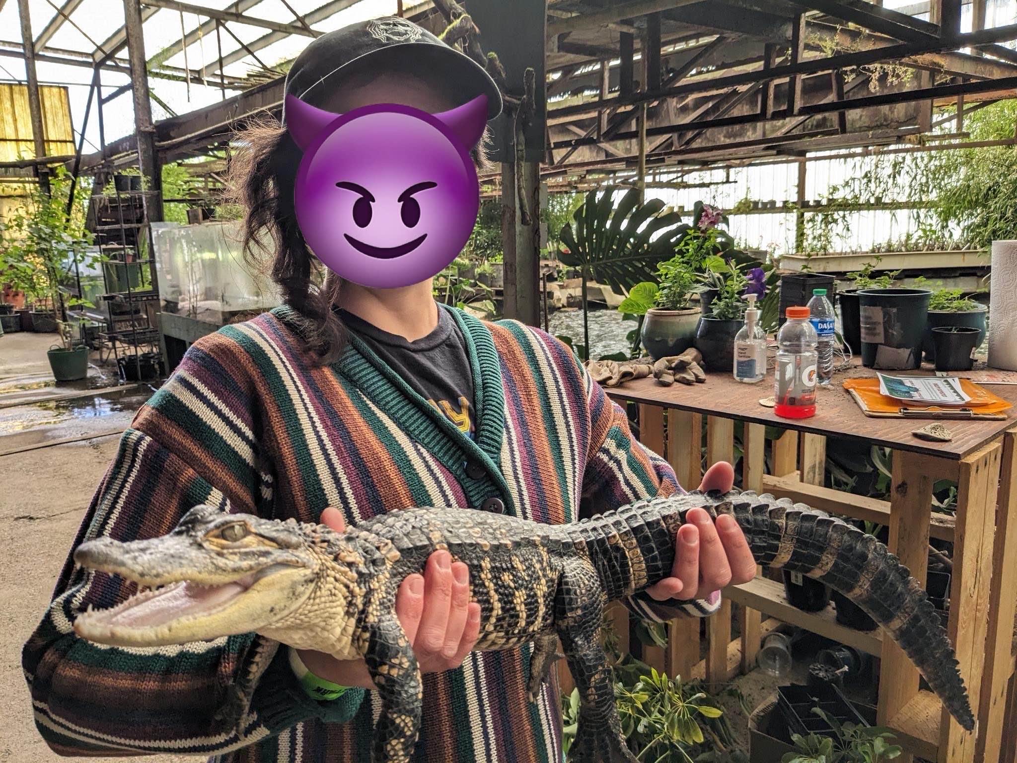 a person in a sweater and baseball cap, face edited out with a smiling imp emoji, holds a baby alligator in a greenhouse.